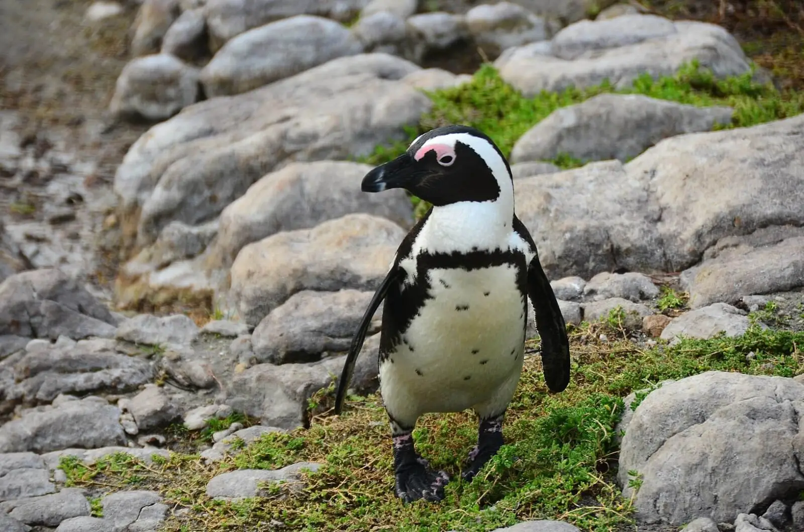 1631px-penguin-colony-in-hermanus-19jpg