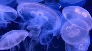Moon Jellies