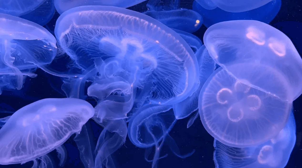 Jellyfish