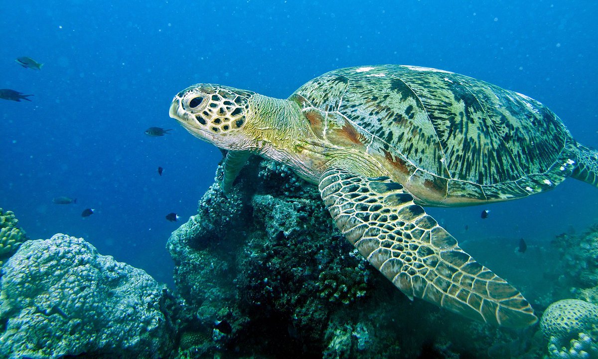 seaturtle_DSC_6492_TMBrown