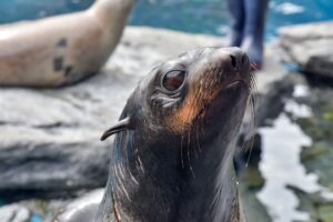 Northern Fur Seal