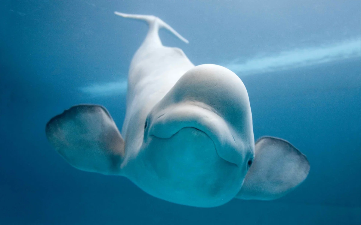 beluga-whale-white-ocean