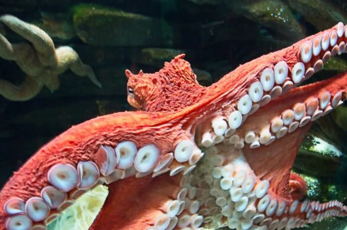 istockphoto-1700903084-612x612