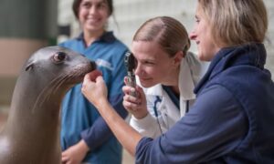 Veterinarian/Vet Tech