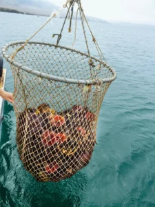 Fisheries/Aquaculture